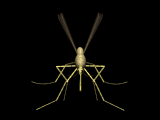 gameznet-animated-insect-091.gif