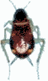 gameznet-animated-insect-102.gif