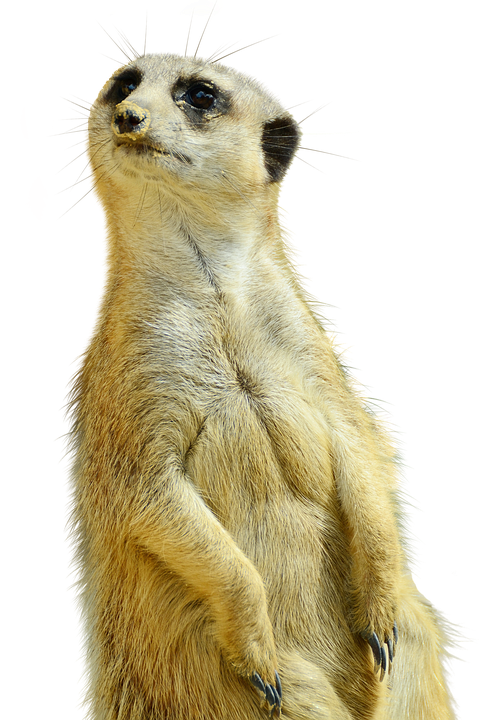 meerkat-3246056_960_720.png