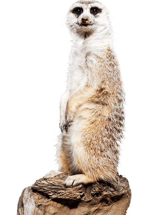 meerkat-side-image.png