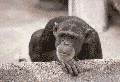 gameznet-animated-primate-monkey-ape-gorilla-007.gif