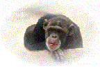 gameznet-animated-primate-monkey-ape-gorilla-022.gif