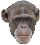 gameznet-animated-primate-monkey-ape-gorilla-031.gif