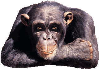 gameznet-animated-primate-monkey-ape-gorilla-042.gif