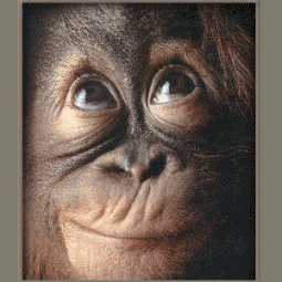 gameznet-animated-primate-monkey-ape-gorilla-049.gif