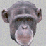 gameznet-animated-primate-monkey-ape-gorilla-052.gif