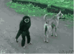 gameznet-animated-primate-monkey-ape-gorilla-054.gif