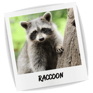 racoon-transparent-bg-gameznet-00020.png