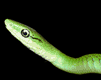 gameznet-animated-reptile-snake-turtle-lizzard-004.gif