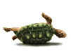 gameznet-animated-reptile-snake-turtle-lizzard-009.gif