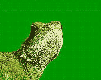 gameznet-animated-reptile-snake-turtle-lizzard-011.gif
