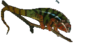 gameznet-animated-reptile-snake-turtle-lizzard-014.gif