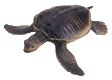 gameznet-animated-reptile-snake-turtle-lizzard-026.gif