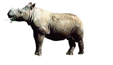 rhino-transparent-bg-gameznet-00002.png