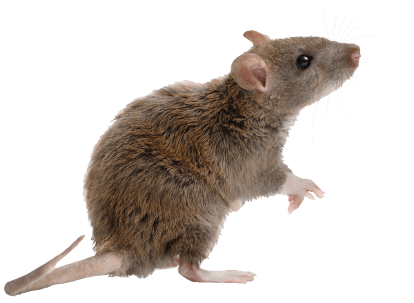 rodent-rat-mouse-transparent-bg-gameznet-00001.png