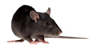 rodent-rat-mouse-transparent-bg-gameznet-00002.png