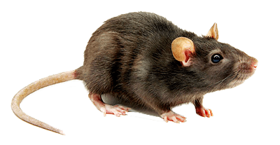 rodent-rat-mouse-transparent-bg-gameznet-00003.png