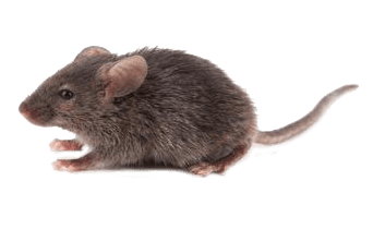 rodent-rat-mouse-transparent-bg-gameznet-00004.png