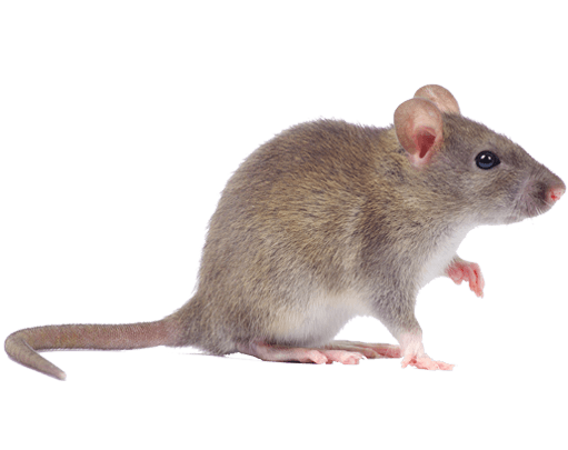 rodent-rat-mouse-transparent-bg-gameznet-00005.png