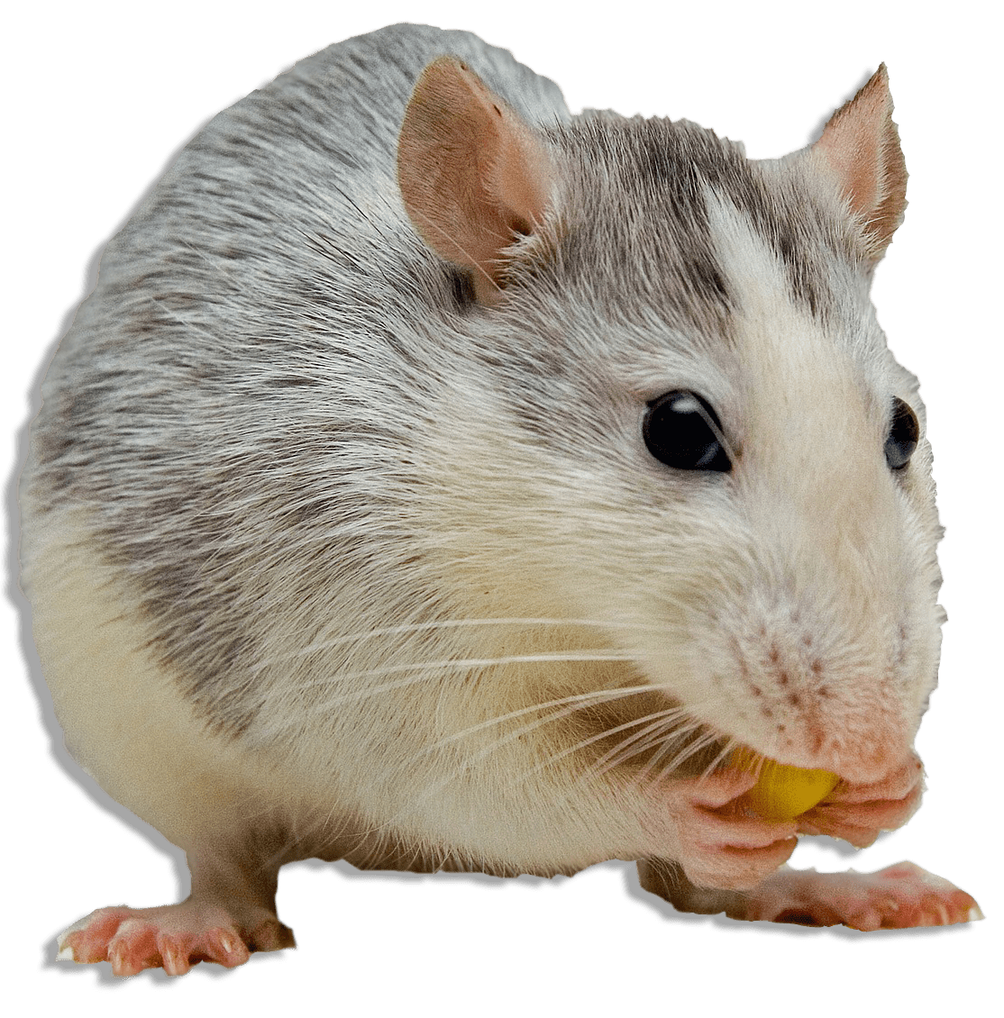rodent-rat-mouse-transparent-bg-gameznet-00006.png