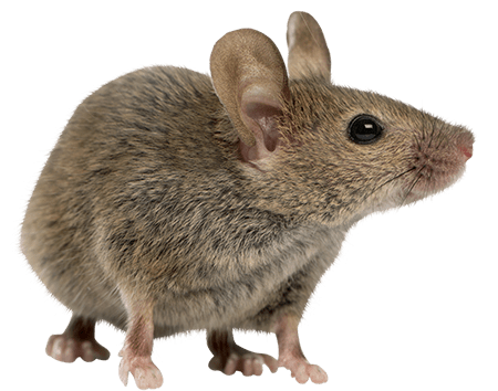 rodent-rat-mouse-transparent-bg-gameznet-00007.png