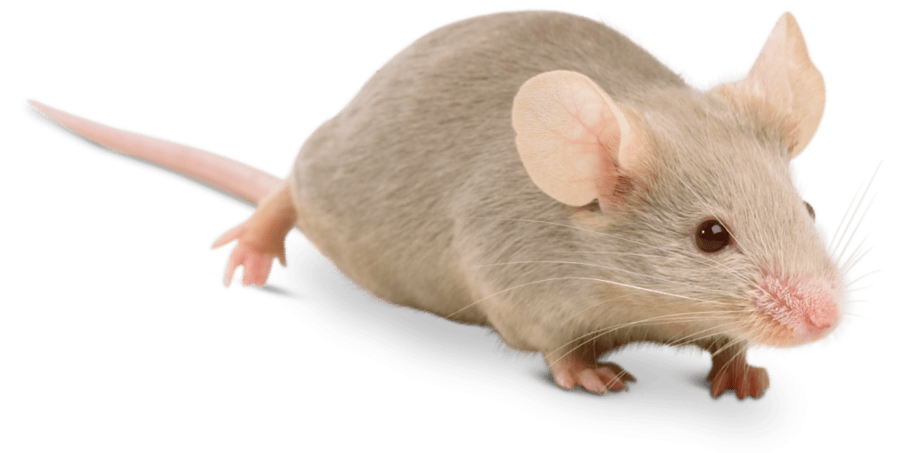 rodent-rat-mouse-transparent-bg-gameznet-00008.png