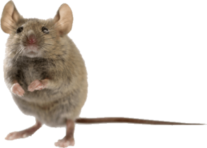 rodent-rat-mouse-transparent-bg-gameznet-00009.png