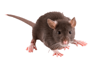 rodent-rat-mouse-transparent-bg-gameznet-00010.png
