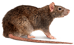 rodent-rat-mouse-transparent-bg-gameznet-00011.png