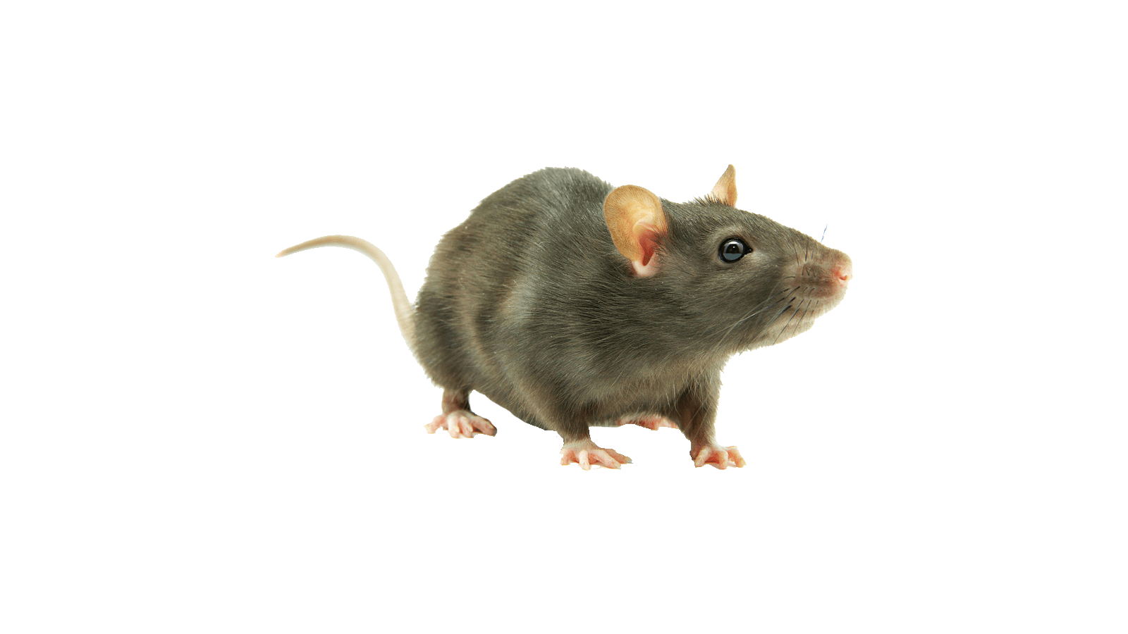 rodent-rat-mouse-transparent-bg-gameznet-00012.png