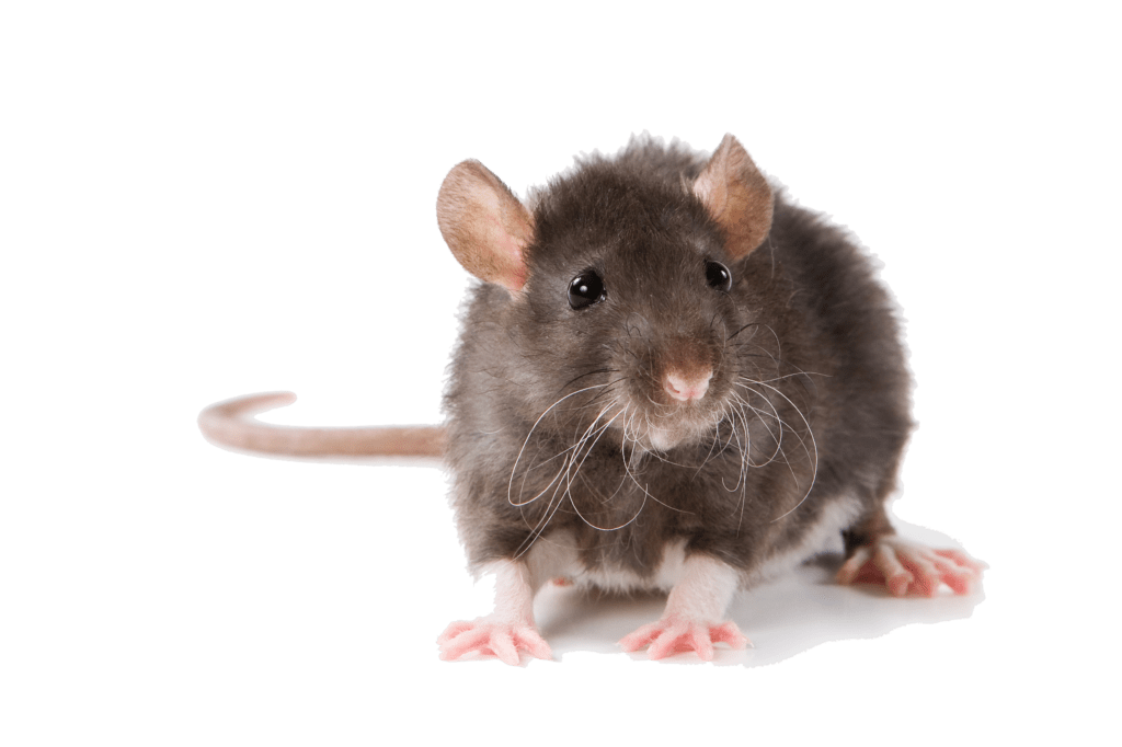 rodent-rat-mouse-transparent-bg-gameznet-00013.png