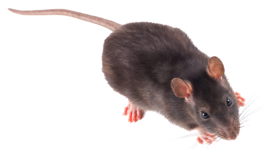 rodent-rat-mouse-transparent-bg-gameznet-00014.png