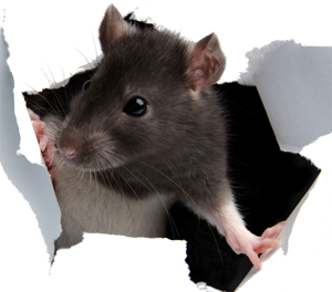 rodent-rat-mouse-transparent-bg-gameznet-00015.png