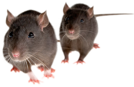 rodent-rat-mouse-transparent-bg-gameznet-00016.png