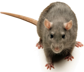 rodent-rat-mouse-transparent-bg-gameznet-00017.png