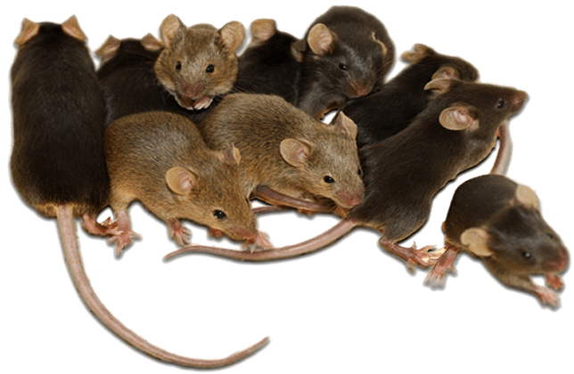 rodent-rat-mouse-transparent-bg-gameznet-00018.png