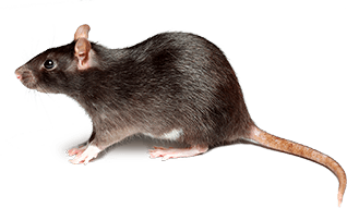 rodent-rat-mouse-transparent-bg-gameznet-00020.png