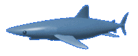 gameznet-animated-sharks-010.gif