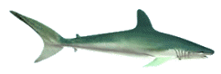 gameznet-animated-sharks-016.gif