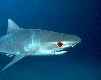 gameznet-animated-sharks-019.gif