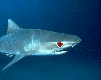 gameznet-animated-sharks-020.gif