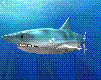 gameznet-animated-sharks-022.gif