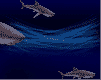 gameznet-animated-sharks-025.gif