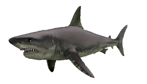 gameznet-animated-sharks-039.gif