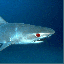 gameznet-animated-sharks-041.gif