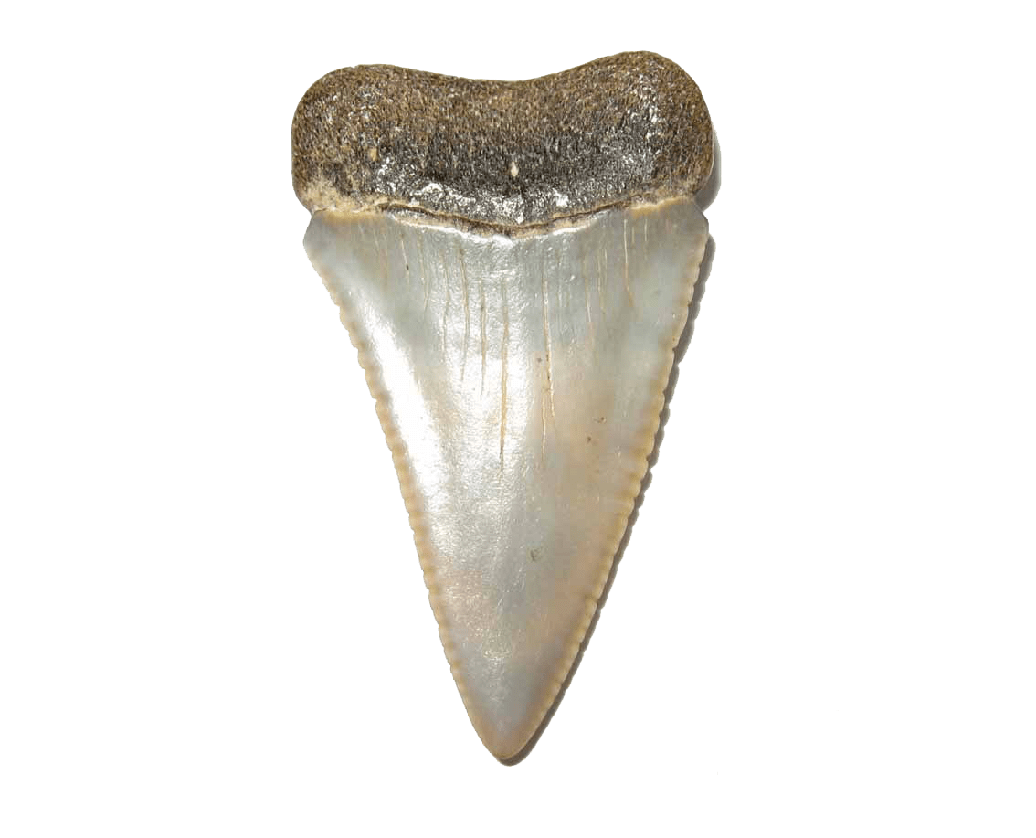 Shark-Teeth-Transparent-Image.png