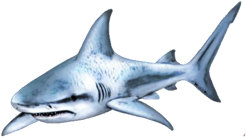 shark-transparent-bg-gameznet-00005.png