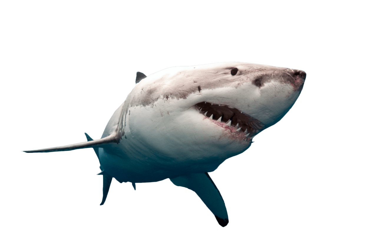 shark-transparent-bg-gameznet-00024.png