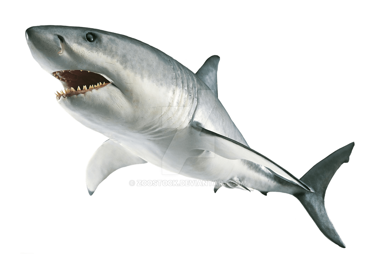 shark-transparent-bg-gameznet-00026.png