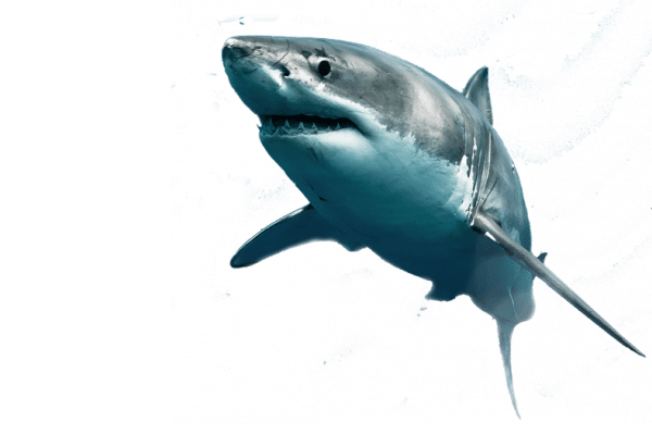 shark-transparent-bg-gameznet-00027.png
